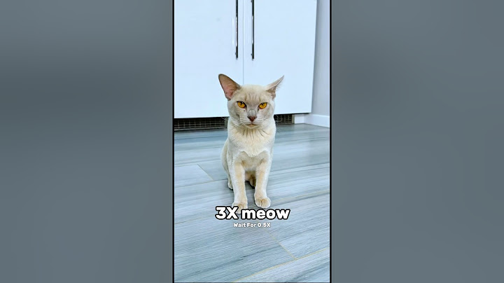Wait For The Last One Meow #katebrush #shorts #viral