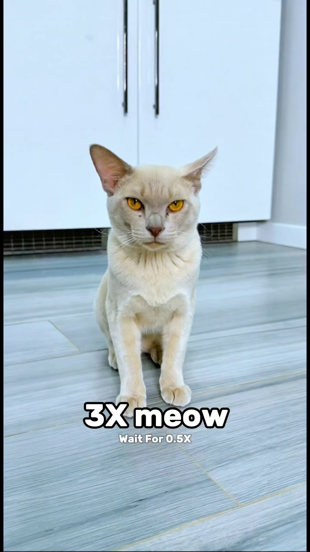 Wait For The Last One Meow #katebrush #shorts #viral