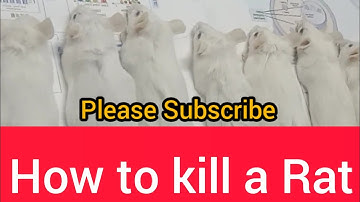 How to Kill a Rat/mice | Lab Rat | Rodents