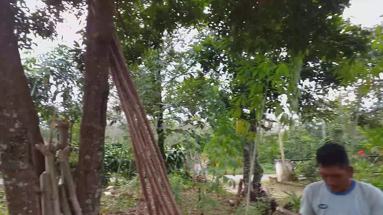 Cara menyambung ubi karet dan ubi kayu 