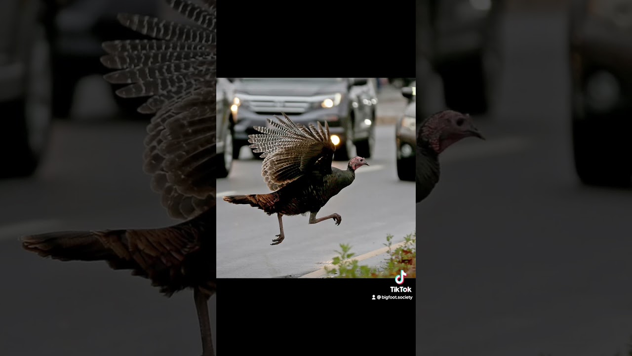 Turkey Song Thanksgiving Song 2022 #shorts #thanksgiving #turkey