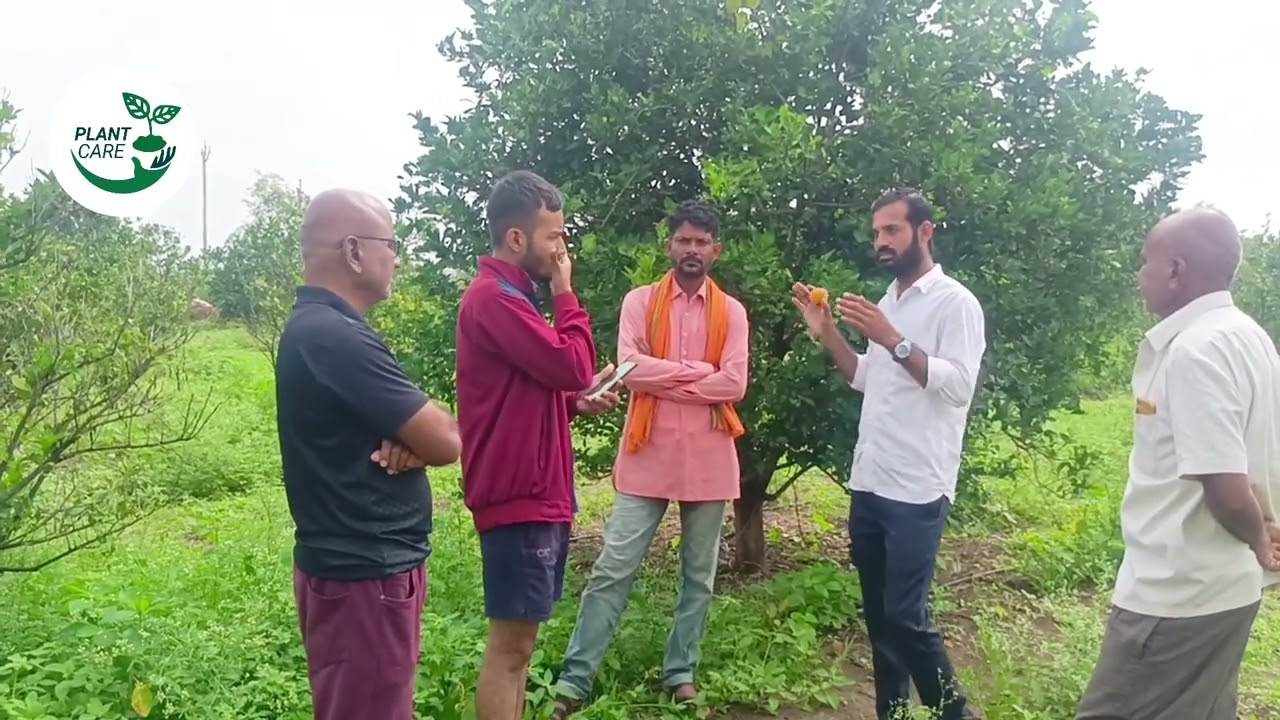 मोसंबी गळ का होते ते लक्षात येते। हा संवाद नक्की ऐका।mosambi niyojan। 9146151795#mosambi #मोसंबी