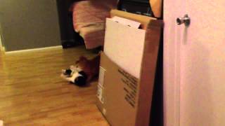 Tigger the cat fights dirty by mackigger 13,203 views 10 years ago 28 seconds