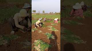 ដាំខ្ទឹមស្លឹក