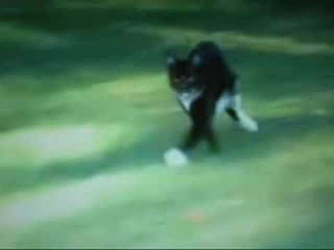 warriors:-by-erin-hunter-fanmade-movie-trailer