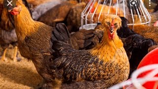 cuanto se gana criando pollos criollos mejorados costo de produccion | costo de produccion|