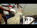 Live Ilish (ইলিশ) Fish catching in River | River fishing by Daily Village Life (Part-135)