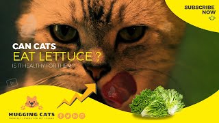 Can Cats Eat Lettuce: The Truth About Whether or Not Cats Can Eat Lettuce by Hugging Cats 40 views 1 year ago 3 minutes, 40 seconds