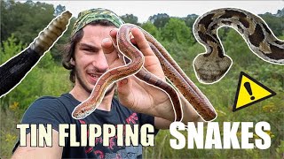 2 TIMBER RATTLESNAKES Under 1 Piece of TIN and MORE! (Finding Rare Snakes in Kentucky Part 2)