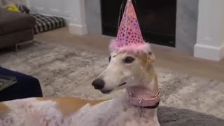 Bunny's one year progress update! - Jenna Marbles Edit by zoshie 723 views 4 years ago 7 minutes, 51 seconds