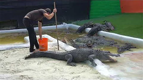 Chris Gillette Feeding Alligators in the Pit at Ev...