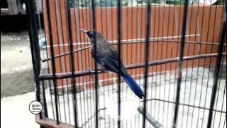 MASTERAN TERBAIK..!! super rapat tajam ngeristal.. termasuk burung pintar yang bisa menirukannya