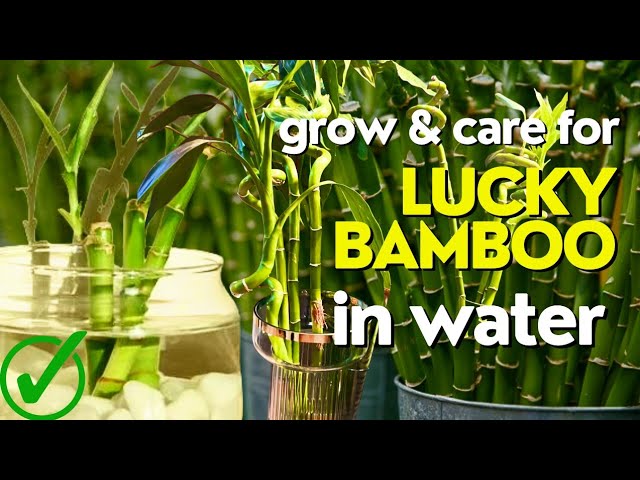 WATER BEADS for LUCKY BAMBOO PLANTS , hugs roots to reduce