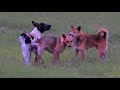 Summer StreetDogs!! Rhodesian Ridgeback Vs Golden Retriever in Trevor Roy Village