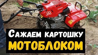 Как сажать картошку мотоблоком