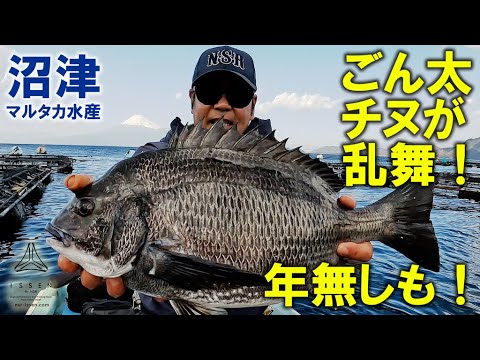 年無しチヌが複数！沼津のチヌは太いぞ！沼津・マルタカ水産　チヌかかり釣り【ISSEN by NSR】