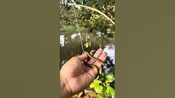 Bẫy cá lóc mồi lươn ở ao lâu năm đầy bí ẩn! #cauca #fishing #shorts