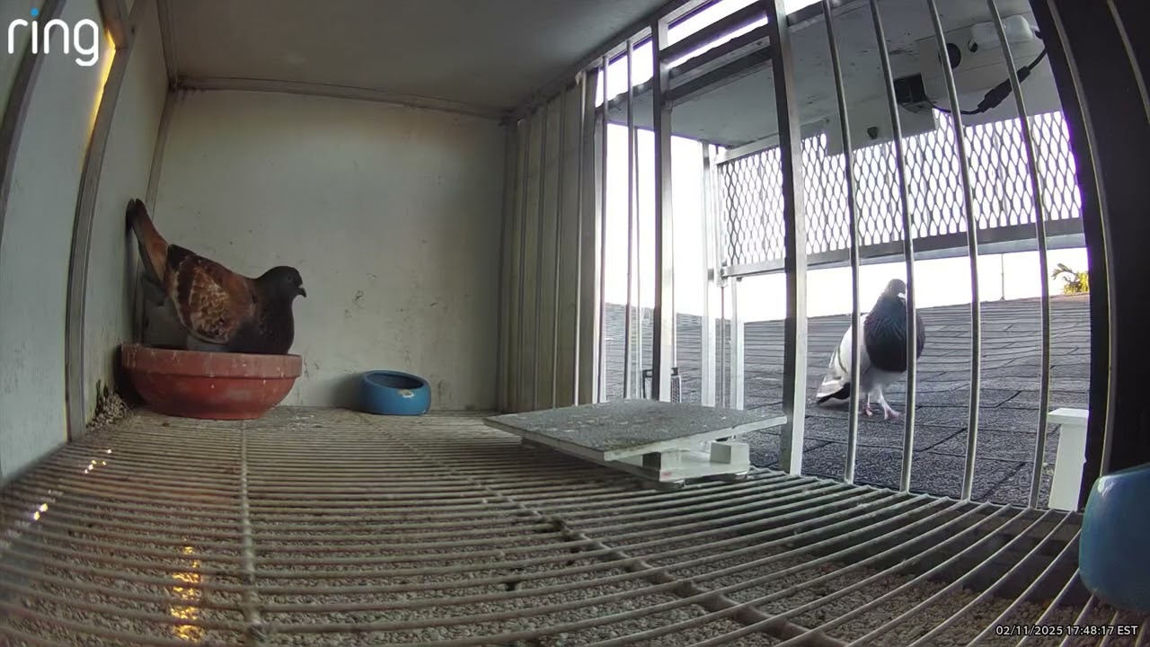 Captura #1 “La Consentida”