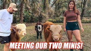 PICKING UP OUR MINI COWS/WE FINALLY GOT EM! 🐮🐮🐮