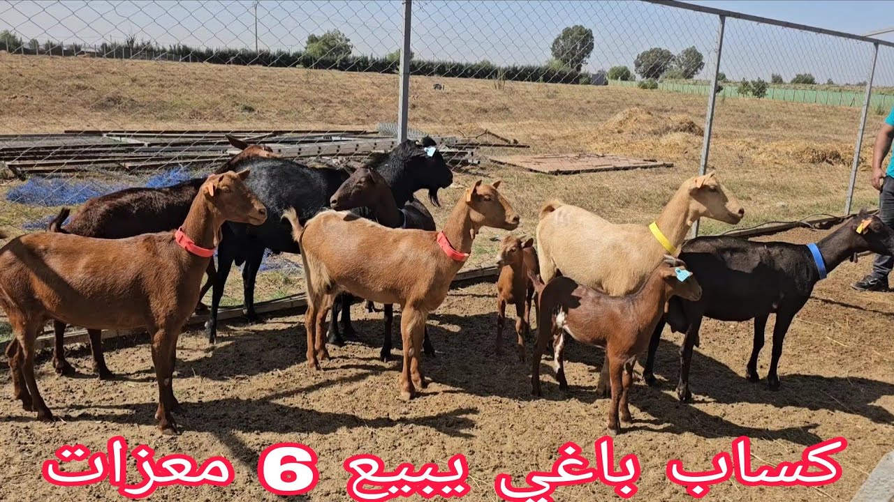 عشاق الماعز 🐐 المورسيانة 2 والدين 4 عاملين إتصل 06.43.63.63.18 📞ألو سي غريب نواحي تيفلت🇲🇦