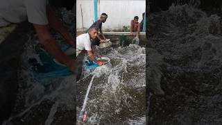 fish tank Mein oxygen shortage problem solution #fishing #reels #fish