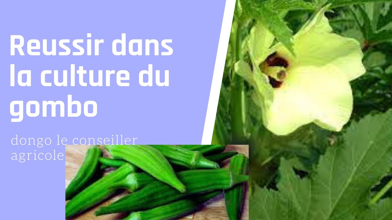 LE GOMBO L'ARGENT RAPIDE