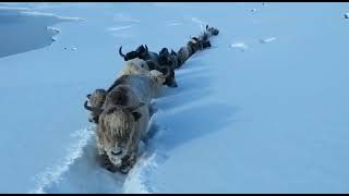 #day2 track from kurumber lake to borth during in heavy in snowfall with domestic yak's .