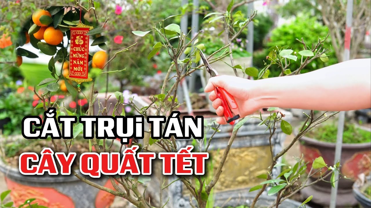 Cắt trụi tán cây quất Tết để trồng lại có sao không?
