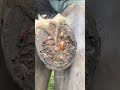 A lot of mud in this hoof! #asmr #farrier #shorts #satisfying #tiktok