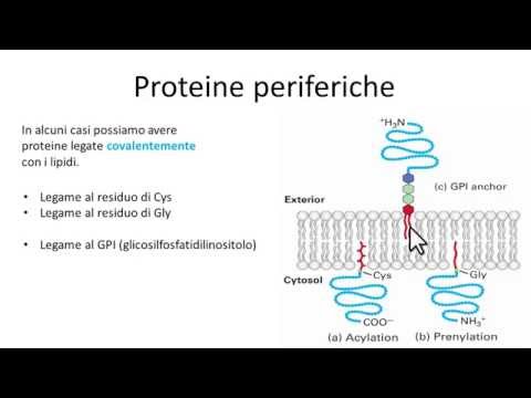 Video: Differenza Tra Transmembrana E Proteine periferiche