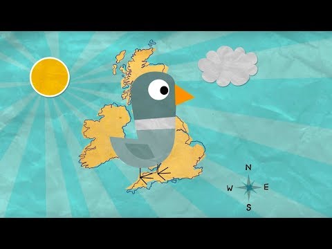 How Do Homing Pigeons Get Home? | Extraordinary Animals | BBC Earth