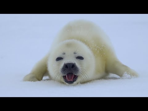 Where is this baby harp seal's mother?