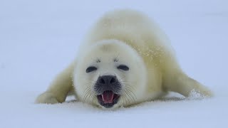 A baby Harp Seal is approaching!   'Are you my mother?'