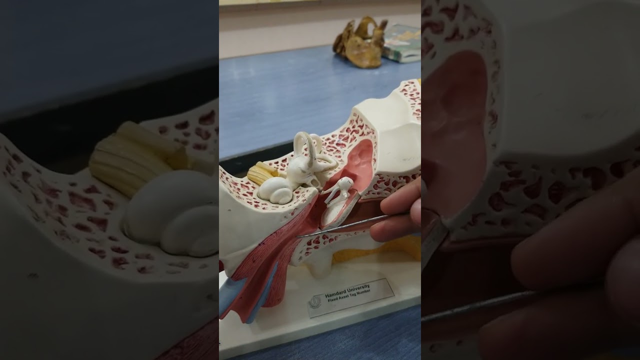 ear anatomy | parts of ear | outer ear | middle ear | inner ear