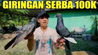 GREBEK!! MENEMUKAN PENJUAL MERPATI HARGA SERBA 100K