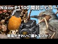 【開封レビュー】Nikon COOLPIX P1100 最強の野鳥撮影コンデジとなれるのか？？【開封初日作例たくさんあります】