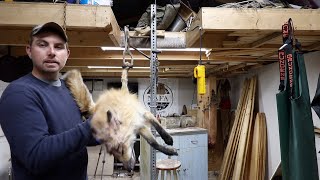 {Feet On} Skinning, Fleshing, and Boarding a Fox (K9) for a Wall Hanger (Full Process)