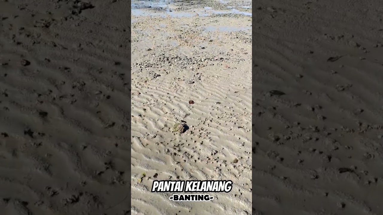 Army of Mictyris Longicarpus