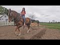 DRAFT HORSES: Working The Garden