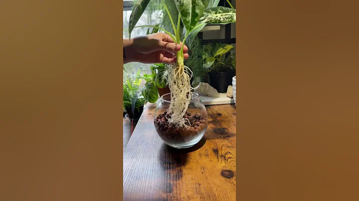 Frydek repot ASMR 💚 #houseplants #alocasia #asmr #repot #leca #semihydro #plantsofyoutube