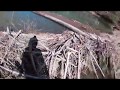 Beaver Dam Removal By Hand