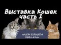 Выставка котов в Москве! Нашли Огромного Мейн- Куна! #Cat #MaineCoon