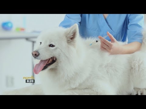 Video: Peringatan: Strain Of Distemper Baru Hadir! Bagaimana Cara Melindungi Anjing Anda?