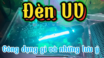 Đèn UV cho hồ cá, công dụng và những lưu ý tránh sai lầm