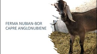 Ferma de capre anglo-nubiene - Nubian Bor!