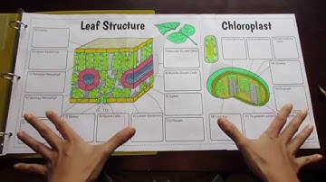 Big Leaf and Chloroplast Foldable by Tangstar Science