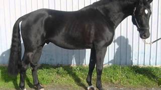 16 horsepower coal black horses