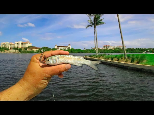 Fishing with Live Finger Mullet Along Huge Seawalls and Docks 