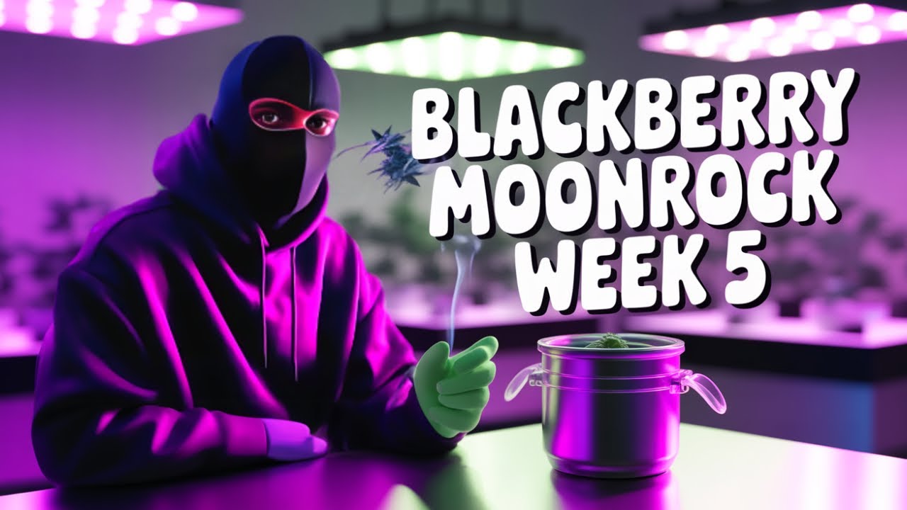 BlackBerry Moonrock Blüte Woche 5   38 Liter Air pot   SCROG Methode Reupload aus 2024