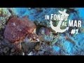 In Fondo al Mar #1 - Tartaruga!